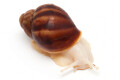 Archachatina puylaerti albino body juvenil 4cm